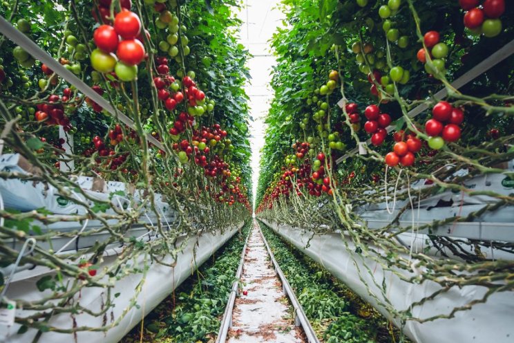 Areaal belangrijkste glasgroenten gestegen