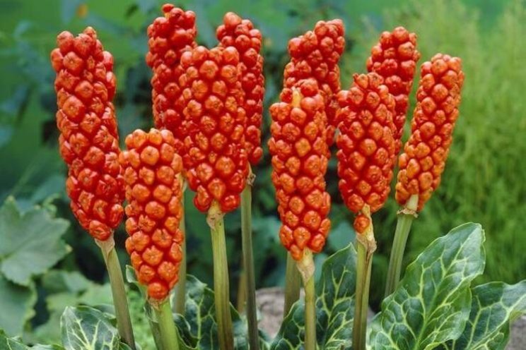 Gespot: Arum Italicum