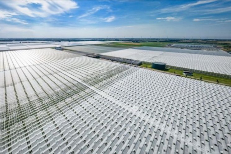 Klimaatneutrale tomaten