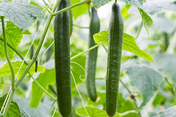 'Extra groene' komkommers