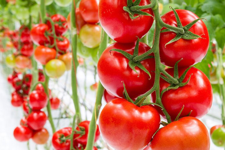 Verdampingsproef met tomatenteelt onder LED