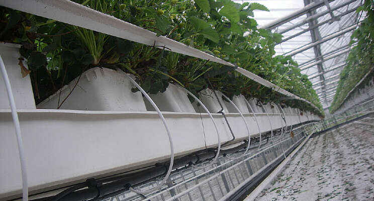 Water en plantgezondheid centraal tijdens event