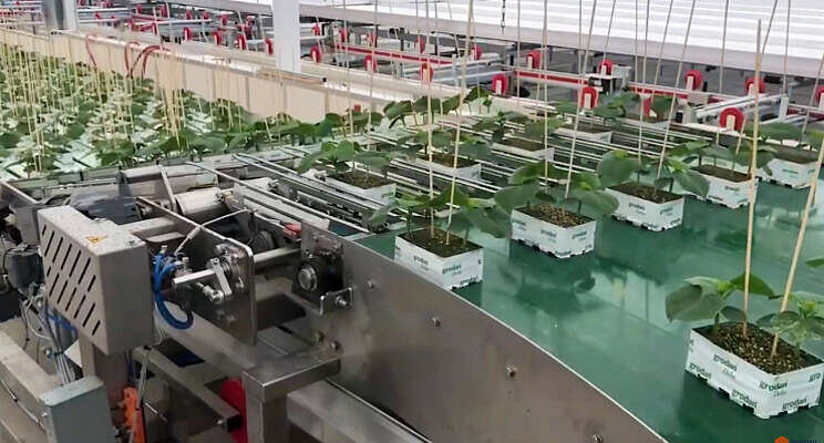 Logistiek systeem versterkt Roelands Plant Farms