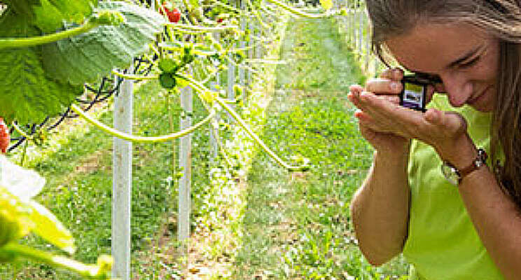 'Roofmijten ook nuttig in belichte aardbeienteelt'