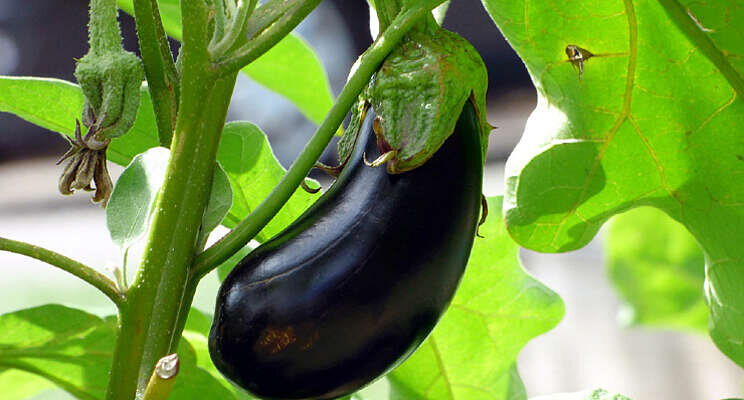 Nieuwe toets Xanthomonas op auberginezaden