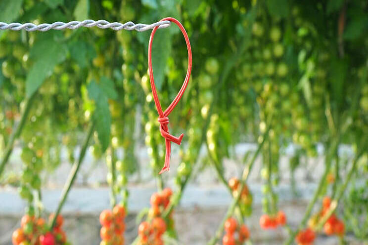 Tuta absoluta voorkomen in de belichte tomatenteelt