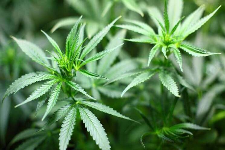 Marokko: groen licht medicinale cannabis