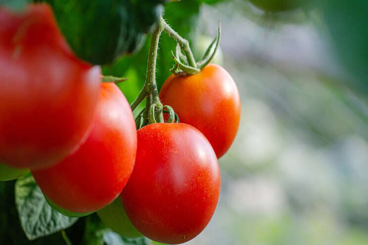 Nieuwe EU-regels voor zaden tomaat en paprika