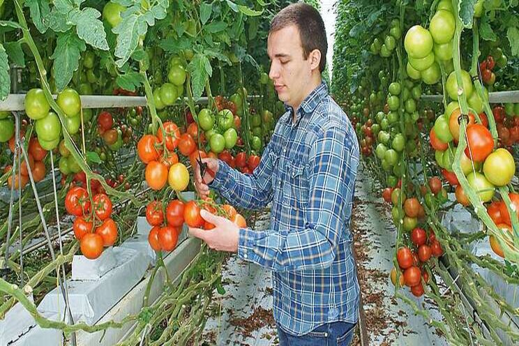 Luister terug: Yara op Paprika