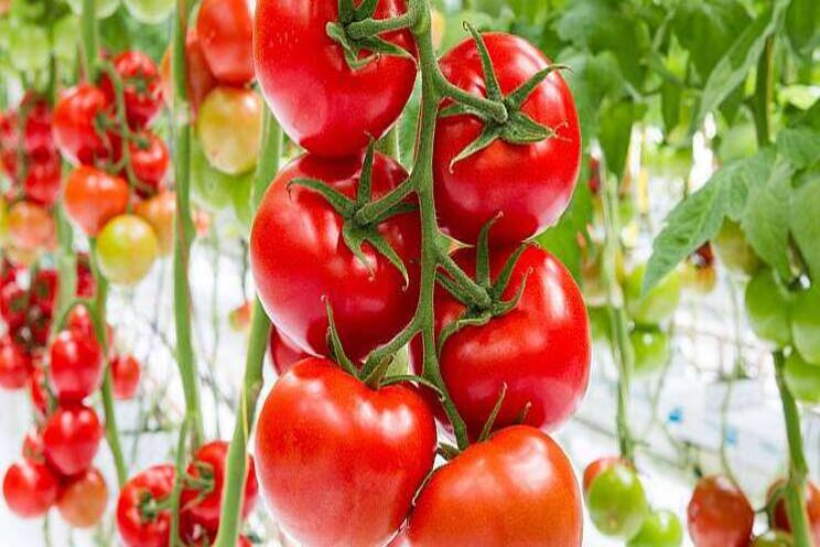 Yara organiseert Online Tomato Event