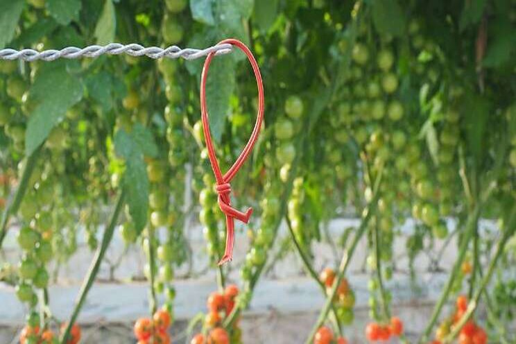 'Zo voorkom je Tuta in de belichte tomatenteelt'