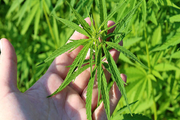 Per 1 juli aanmelden voor cannabisproef