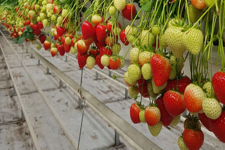 'QMS Strawberries om advies goed in te vullen'