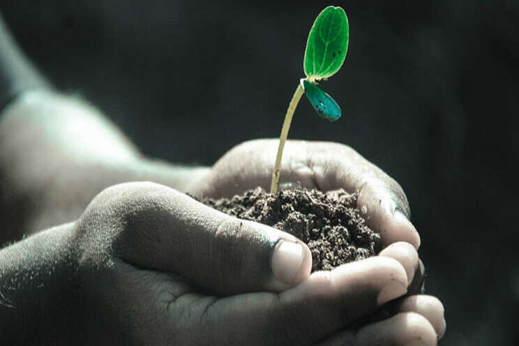 Internationaal Jaar van de Plantengezondheid